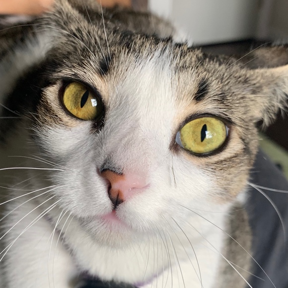 Meet your Posher, Owen - Picture 1 of 1